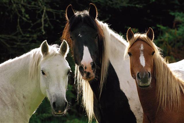 Poster - Tres caballos
